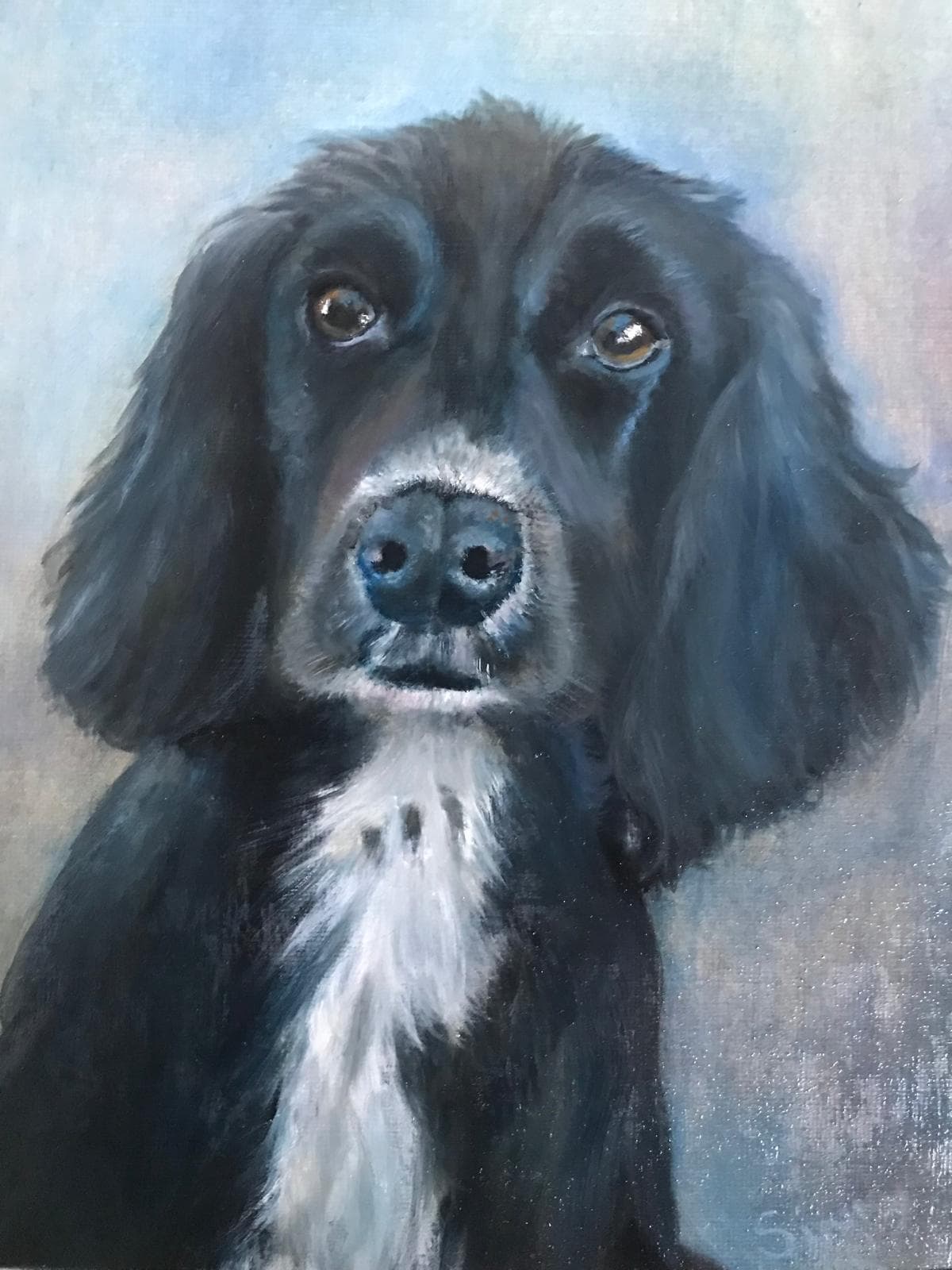 Oil painting of a black spaniel with a white chest and soulful brown eyes