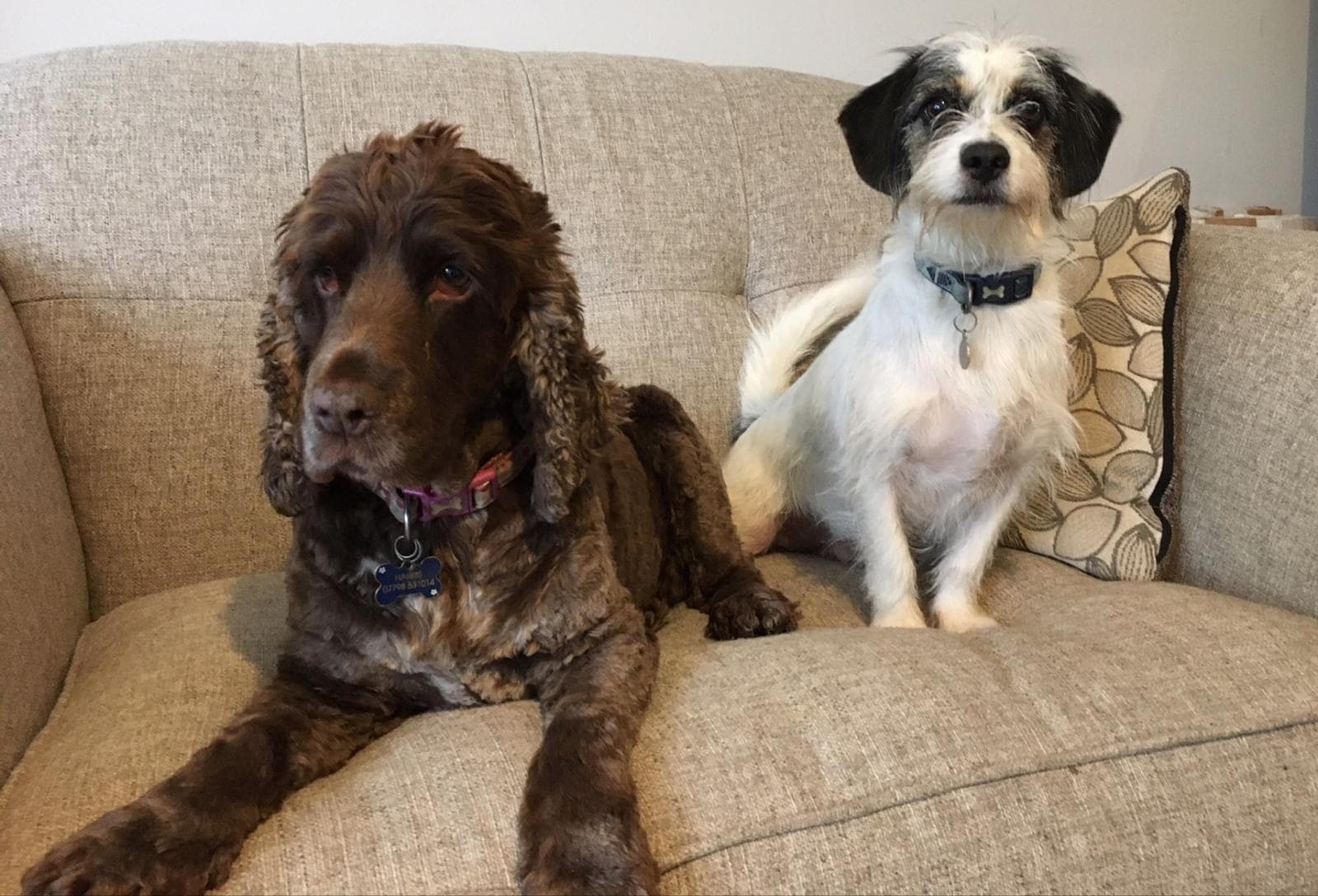Original reference photo of a brown spaniel and a small scruffy white dog on a sofa, used for their hand-painted oil portrait